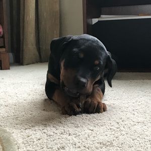 Meet your Posher, Maria